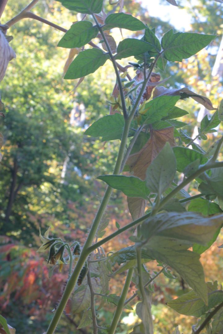 blooming tomato plant